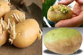 độc tố tự nhiên
